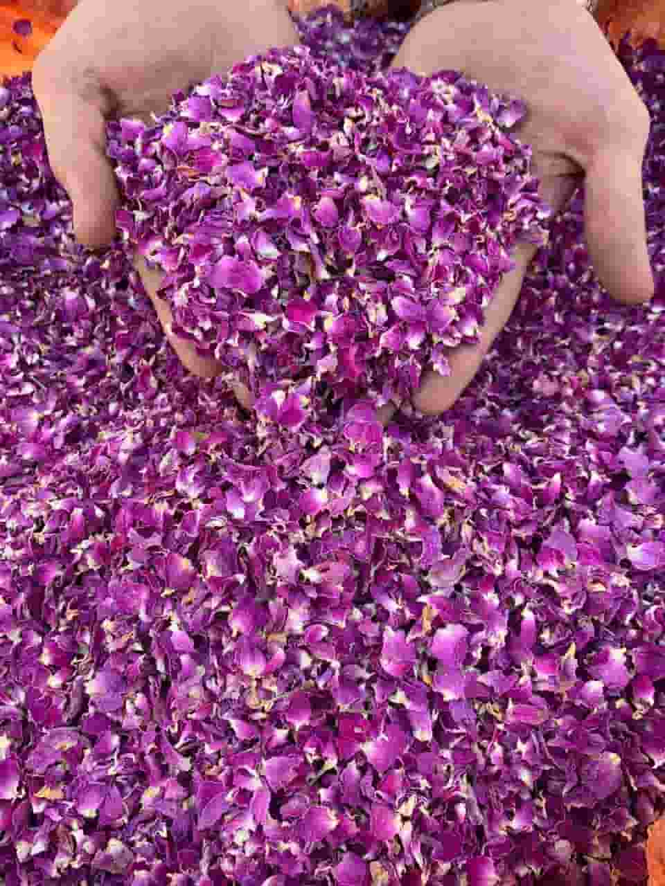 غنچه گل محمدی دستچین سنتی اصیل 2